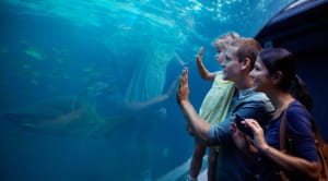 Man, woman and child looking in giant fishtank
